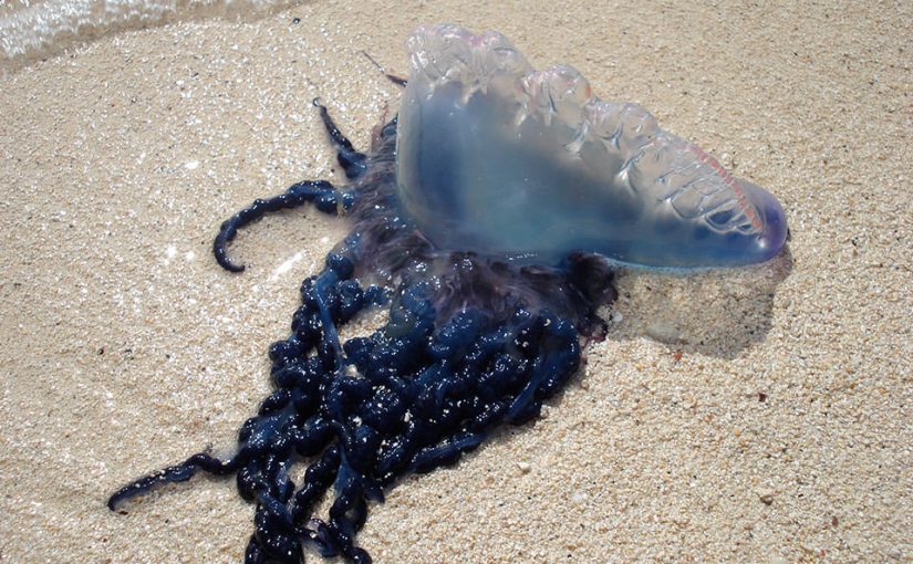 What’s a Portuguese Man o’ Conflict?